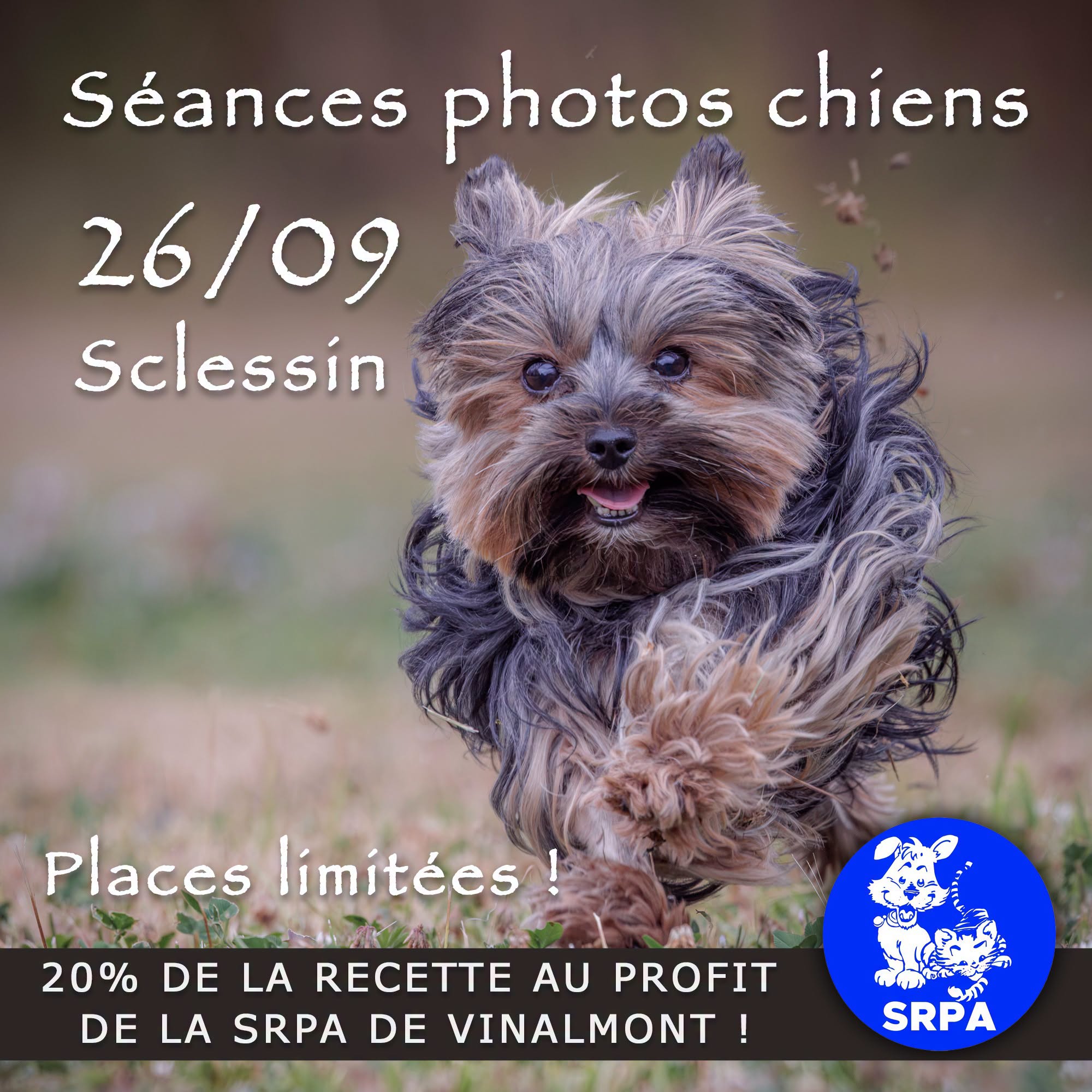 Séances Photos chiens
